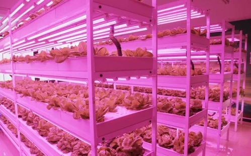 未來已來 植物工廠與麥秸畫，科技與傳統(tǒng)農業(yè)的創(chuàng)新融合